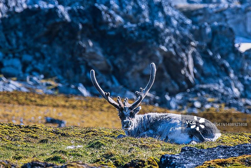 斯瓦尔巴德驯鹿，公鹿，长着大鹿角，看着镜头，斯瓦尔巴德，挪威图片素材
