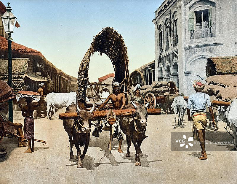 科伦坡街景：牛车（约1890年），斯里兰卡图片素材
