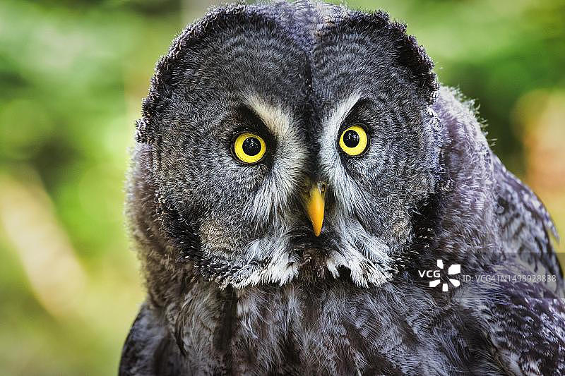 德国埃菲尔的成年毛腿夜鹰（人工饲养）图片素材