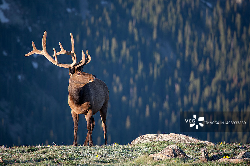 落基山国家公园的麋鹿，科罗拉多州图片素材