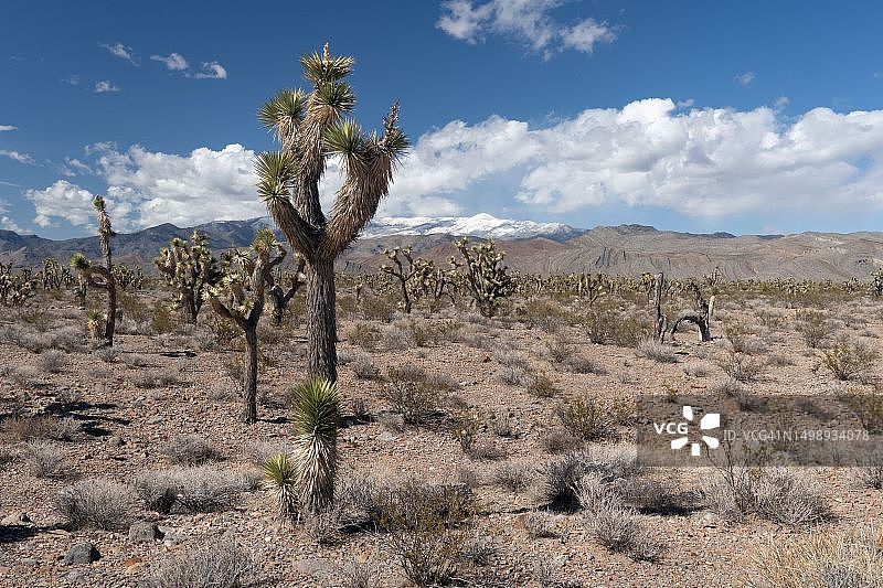 内华达州帕朗 valley 的约书亚树林图片素材