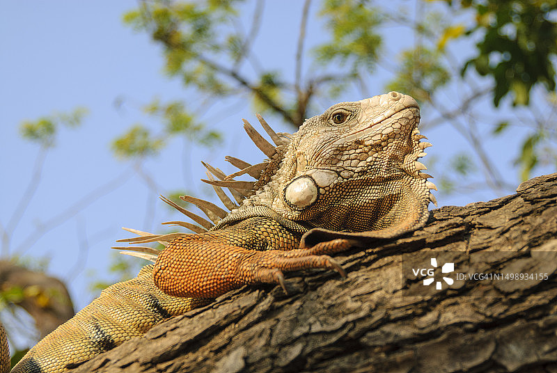 树枝上的鬣蜥图片素材