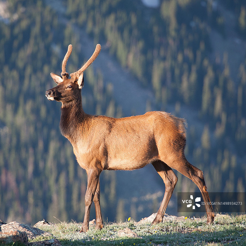 落基山国家公园的麋鹿，科罗拉多州图片素材