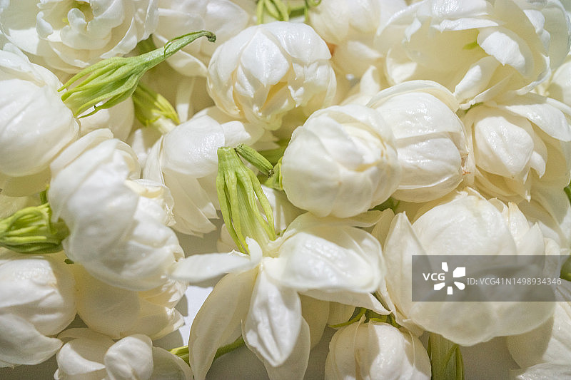 茉莉花图片素材