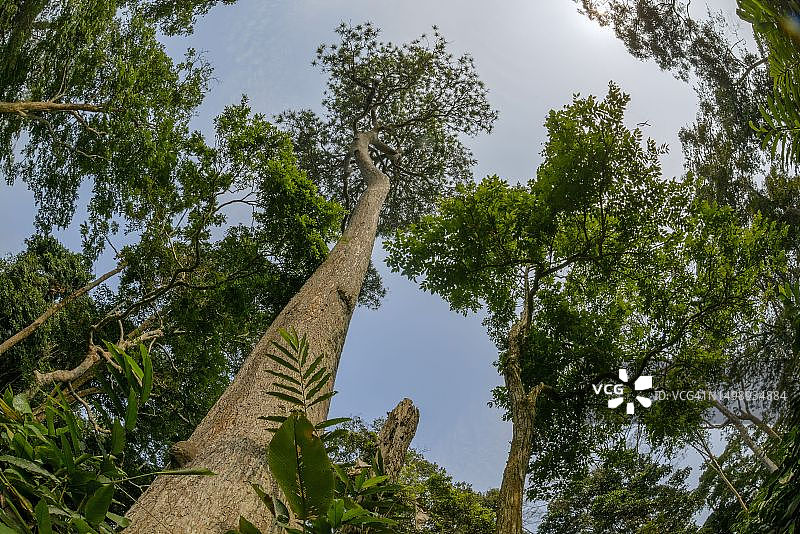 刚果共和国奥扎拉-科库瓦国家公园的Marantaceae森林内部图片素材