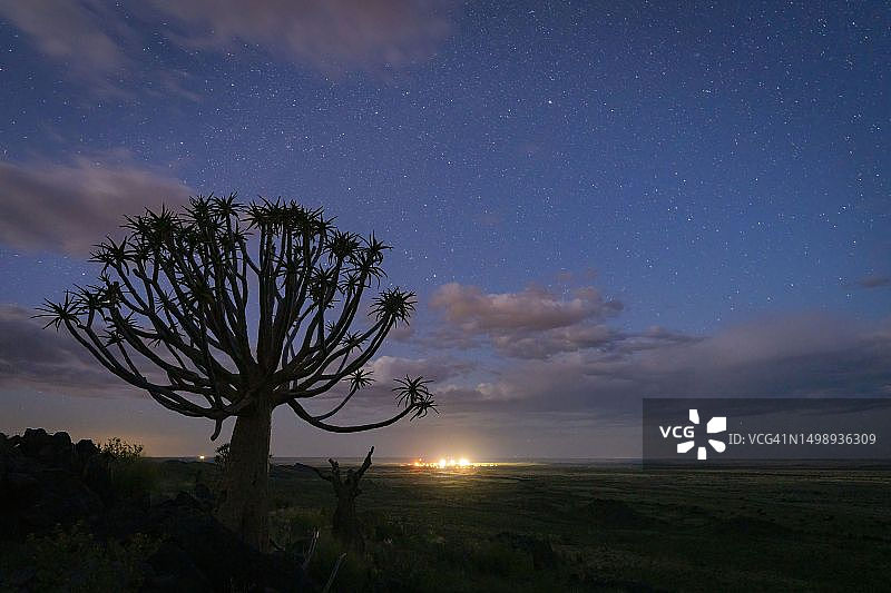 箭袋树，南非北开普省肯哈特图片素材