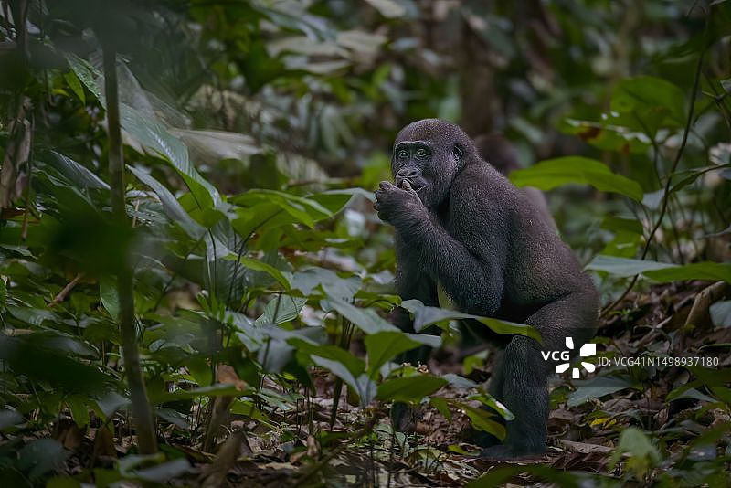 刚果共和国奥扎拉-科科瓦国家公园的西部低地大猩猩图片素材