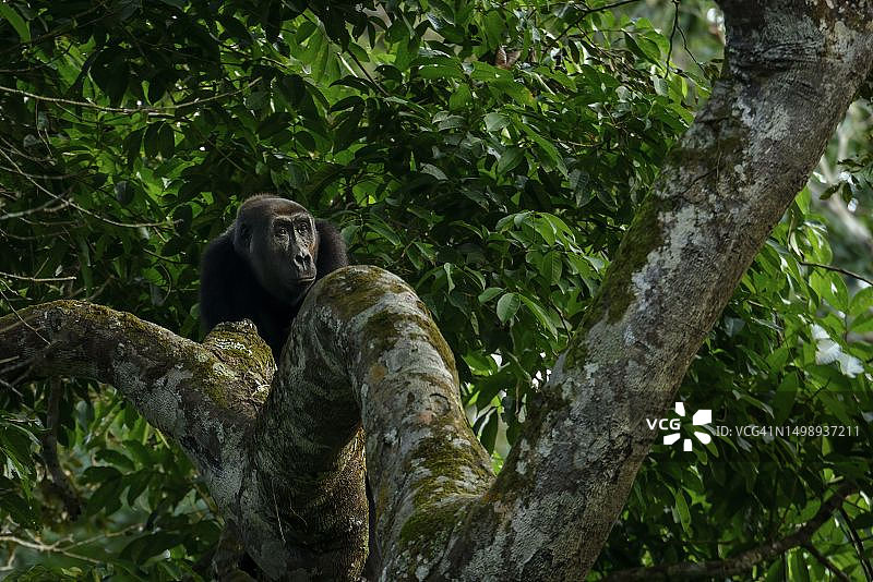 马拉塔科科国家公园的西部低地大猩猩，刚果共和国图片素材