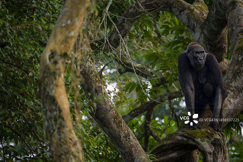刚果共和国奥扎拉-科科夸国家公园中的西部低地大猩猩图片素材