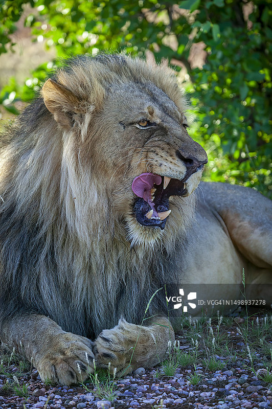 年轻的雄狮（Panthera Leo），博茨瓦纳，图里地块图片素材