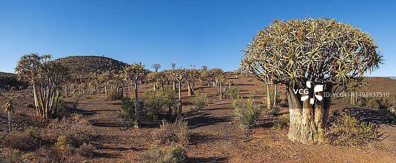 箭筒树，南非北开普省图片素材