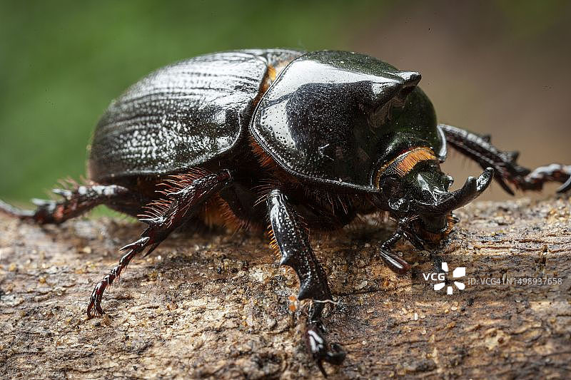 夸祖鲁-纳塔尔犀牛或犀牛甲虫图片素材