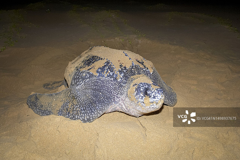 棱皮龟图片素材