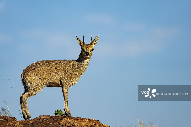 柯氏小羚羊，奥格拉比斯，北开普省，南非图片素材