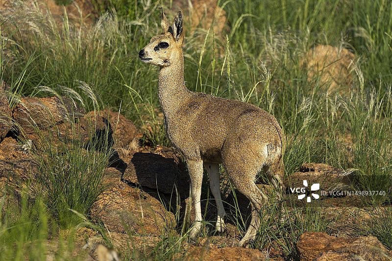 柯氏小羚羊，奥格拉比斯，北开普省，南非图片素材