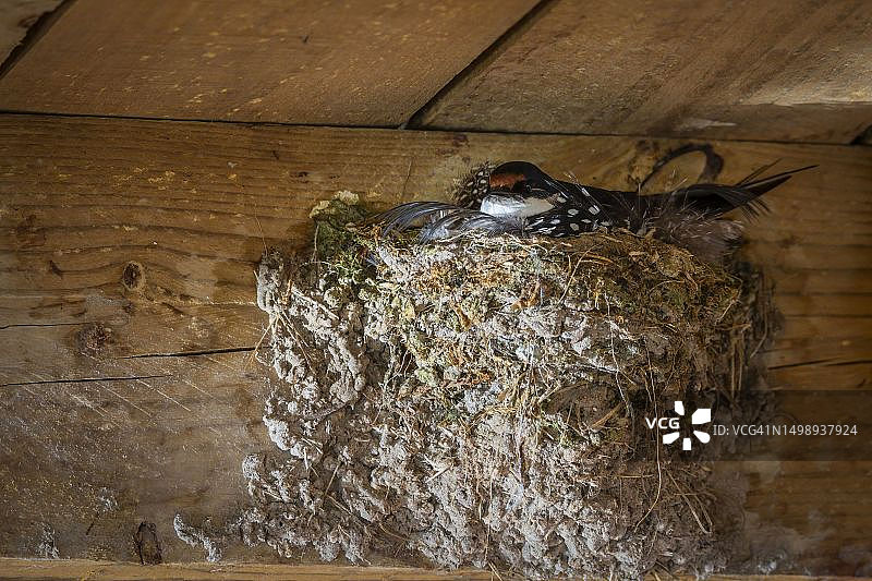 泥巢上的家燕图片素材