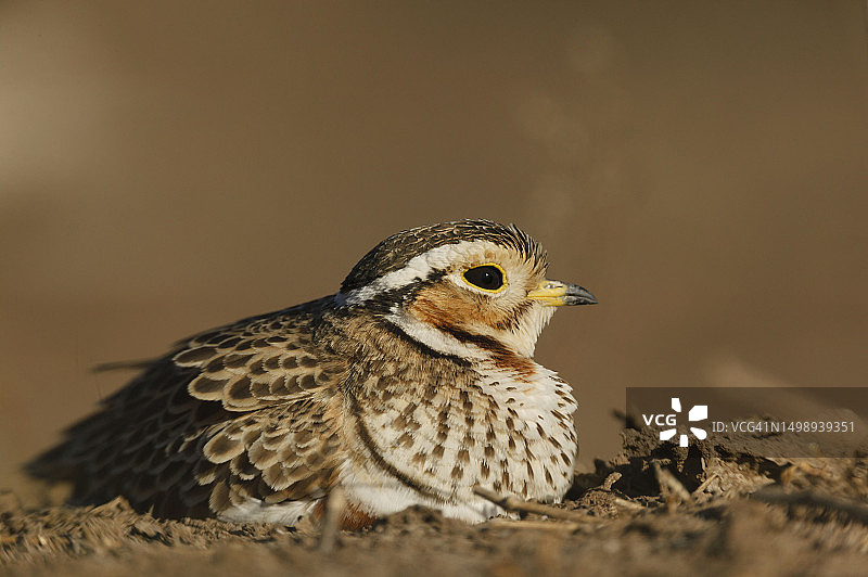 鸟巢中的三只三带燕鸻，位于博茨瓦纳北部图里禁猎区图片素材