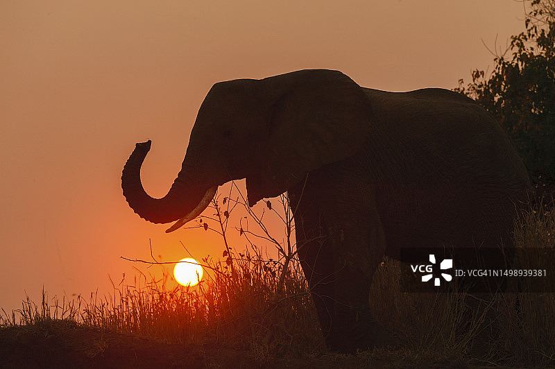 非洲丛林象在夕阳下的剪影，博茨瓦纳马沙图图片素材