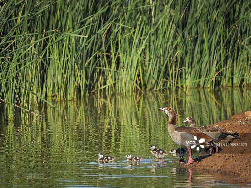 埃及雁（Alopochen aegyptiaca）一家在水坑边，幼鸟在水中游泳。南非东开普省图片素材