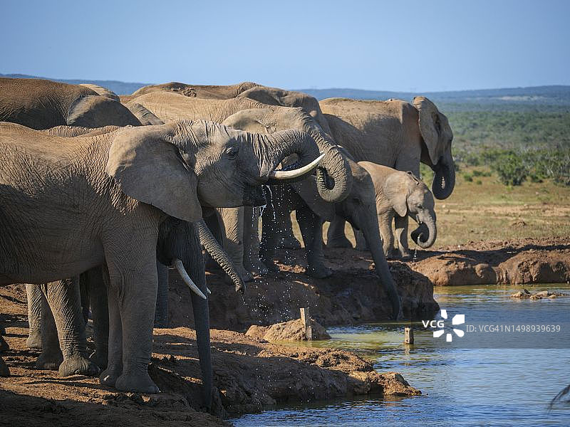 非洲丛林象在水坑饮水，南非东开普省图片素材