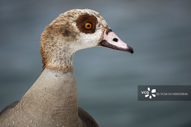 埃及雁的肖像，南非西开普省图片素材