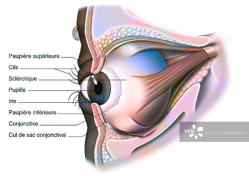 眼睛解剖结构图片素材