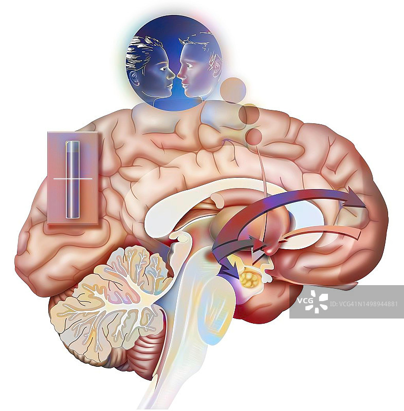 大脑爱心简笔画图片素材
