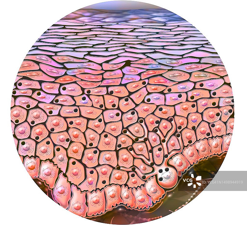 皮肤绘画图片素材