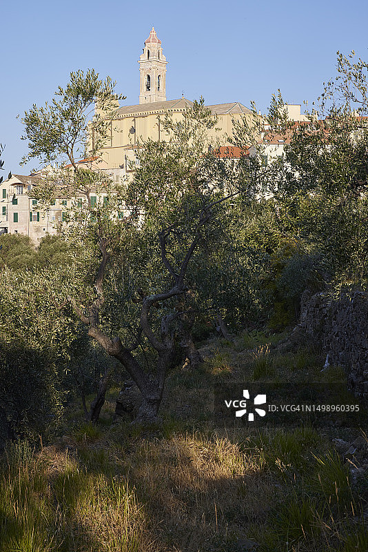 意大利利古里亚切尔沃橄榄树林中的切尔沃景观图片素材