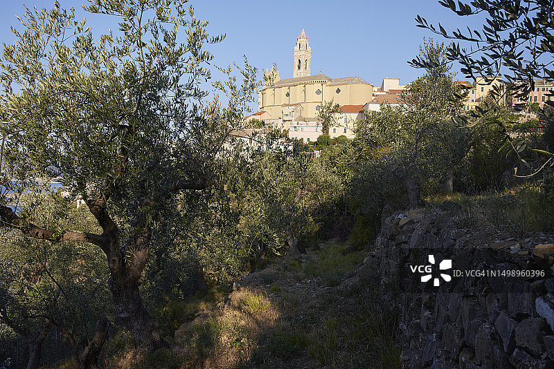 意大利利古里亚切尔沃橄榄树林中的切尔沃景观图片素材