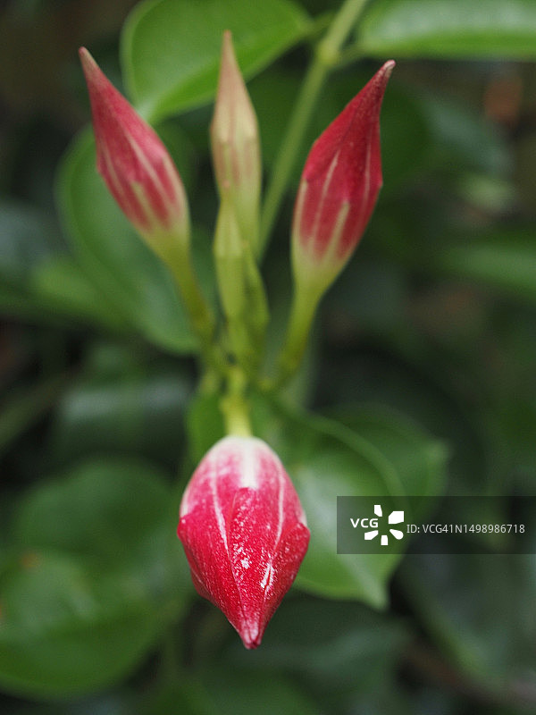 发芽的飘香藤图片素材