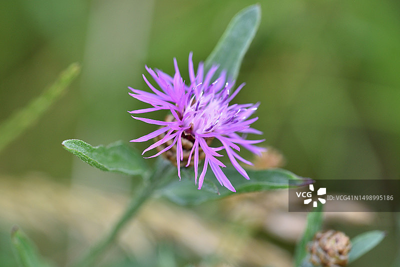 矢车菊图片素材