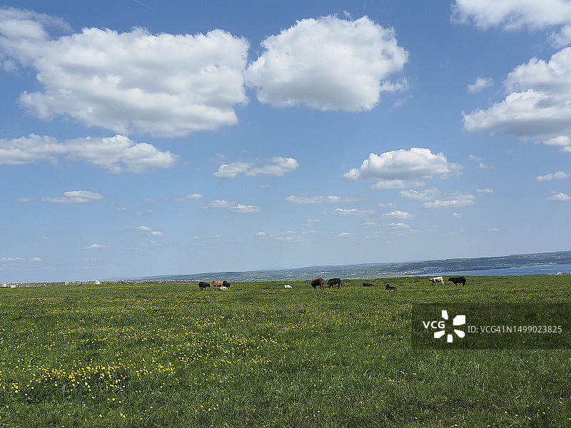 莫赫悬崖绿色牧场上的奶牛图片素材