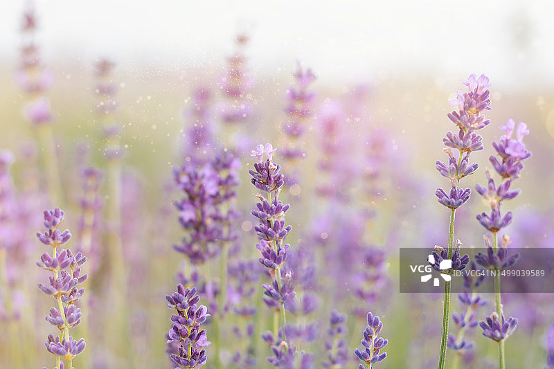 户外的美丽薰衣草花图片素材