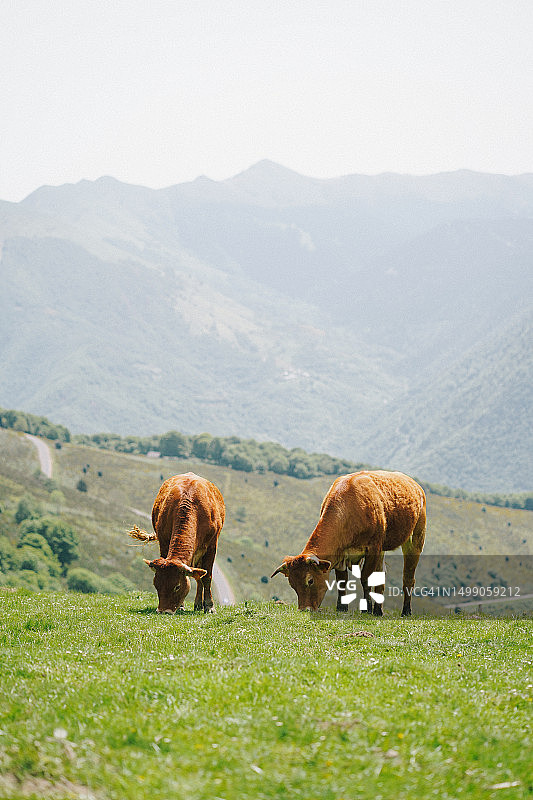 在开阔牧场上吃草的牛图片素材