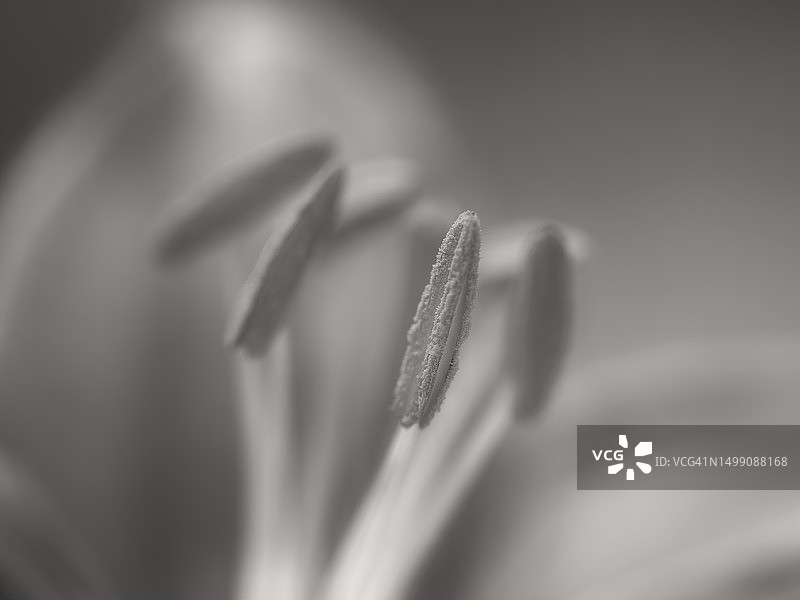 花朵柱头图片素材