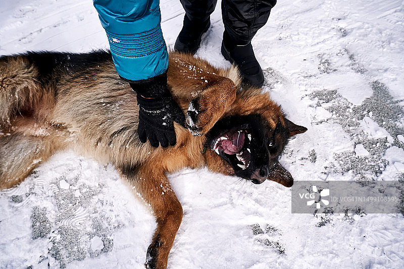 满意的狗享受着挠痒，露出滑稽的笑容图片素材