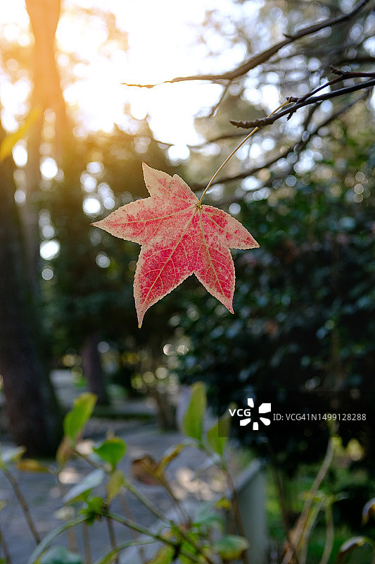 蓝天背景下的红叶树枝图片素材