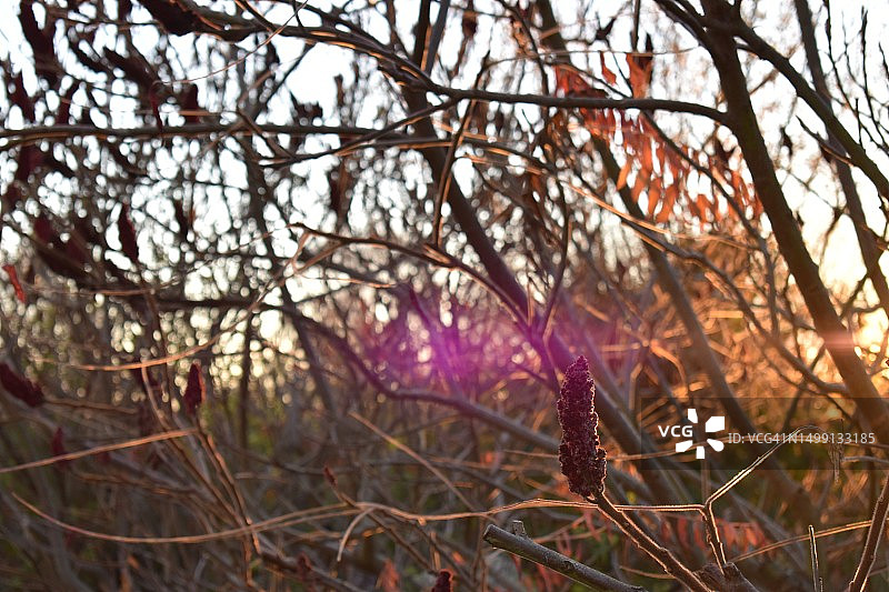 近乎光秃的漆树和镜头光晕图片素材