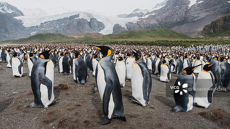亚南极岛屿金港海滩的国王企鹅群图片素材