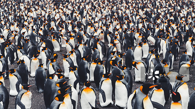 数千只帝企鹅在黄金港海滩图片素材