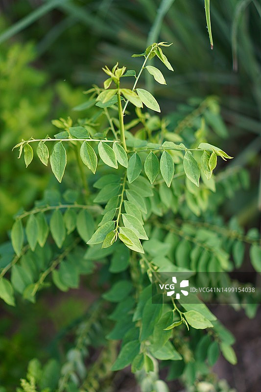 被子植物绿色叶子蔬菜图片素材