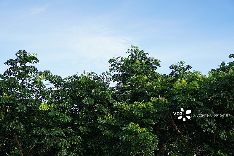 雨树，雨豆树，自然背景图片素材