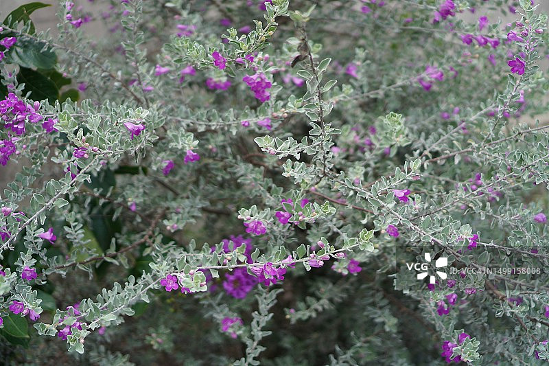 德克萨斯鼠尾草图片素材
