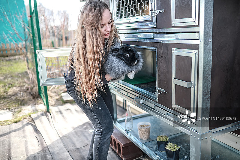 农场生活：中年女农民在农场里照料法国安哥拉兔图片素材
