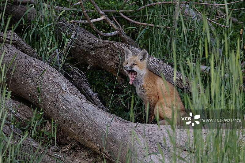 打哈欠的狐狸幼崽图片素材
