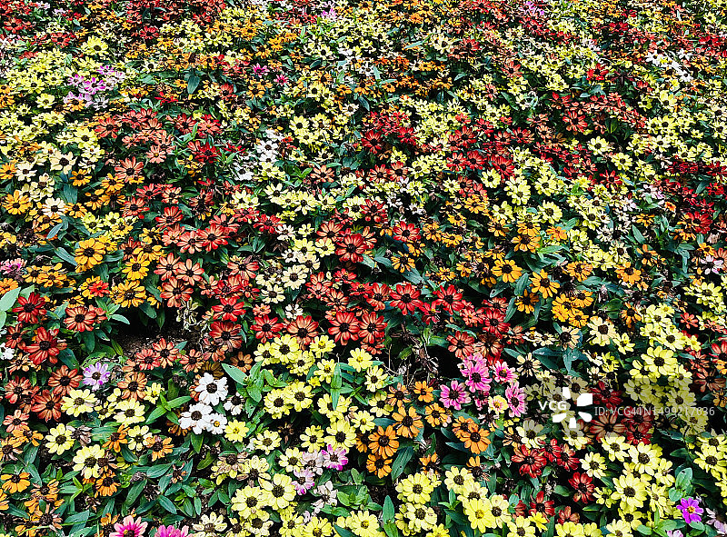 Zinnia花图片素材