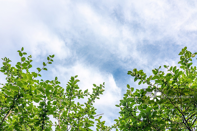 蓝天下的树木图片素材