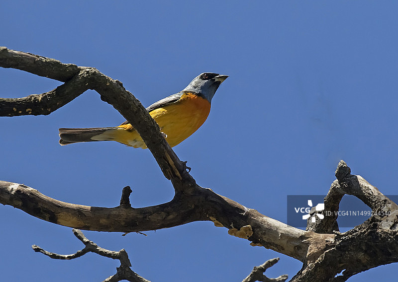 蓝黄唐纳雀图片素材