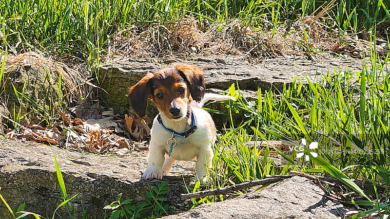 岩石上的长毛迷你腊肠犬幼犬图片素材